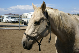 Forever Free Horse Rescue - Bella