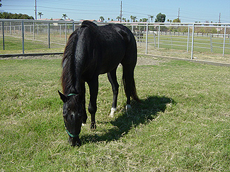 Blue - Rescued Horse