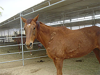 Duchess - Rescued Horse