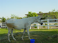 Pentar - Rescued Horse