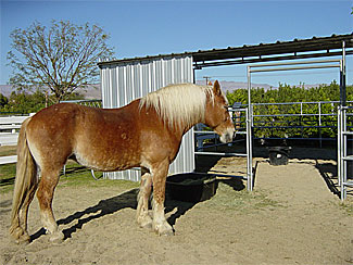 Taffy - Rescued Horse