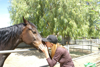 Forever Free Horse Rescue - Wyndham