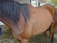 Rio - Rescued Horse