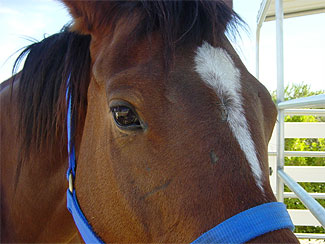 Rio - Rescued Horse