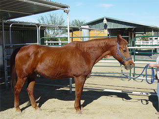 Rocky - Rescued Horse