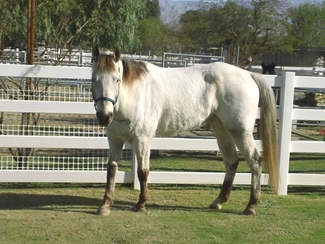 Forever Free Horse Rescue - Silver