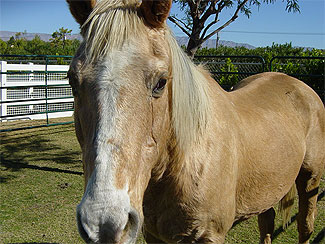 Sunny - Rescued Horse
