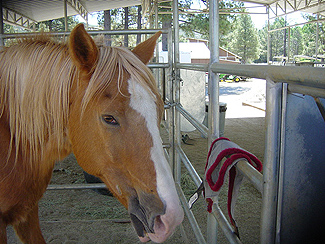 Topper - Rescued Horse
