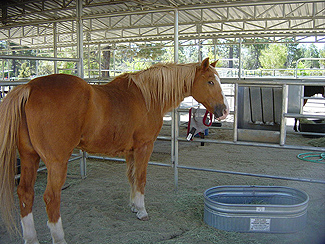 Topper - Rescued Horse