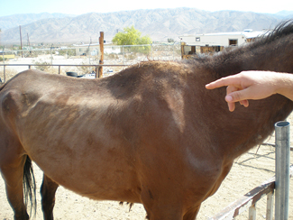 Forever Free Horse Rescue - Trouble