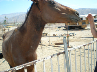 Forever Free Horse Rescue - Trouble